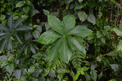 Arisaema leschenaultii